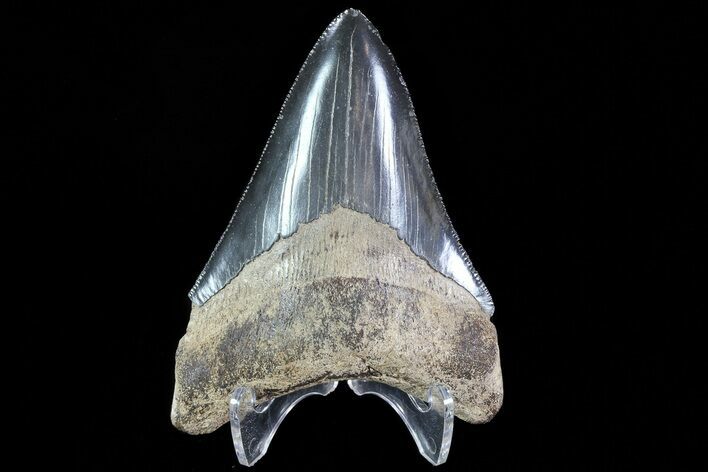 Serrated, Megalodon Tooth - Georgia #72828